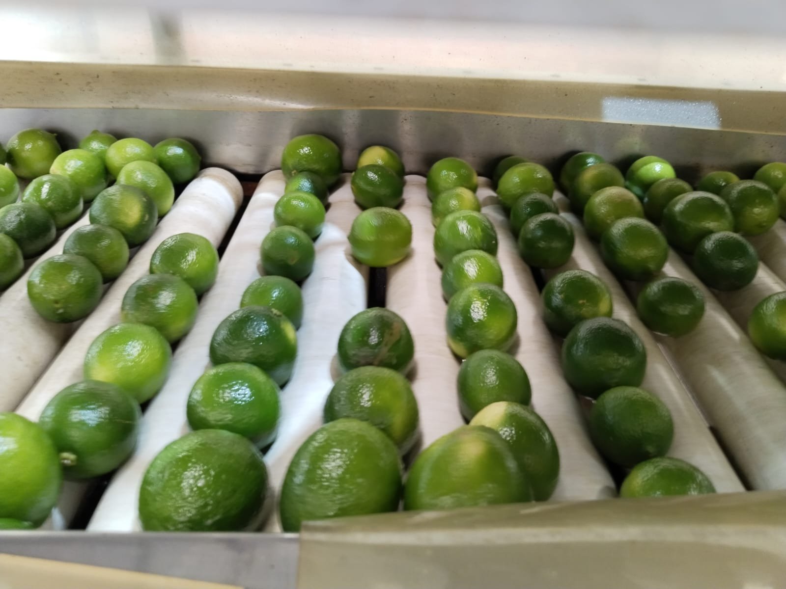 Mundo del Campo (47)