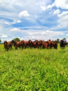 Mundo del Campo (79)